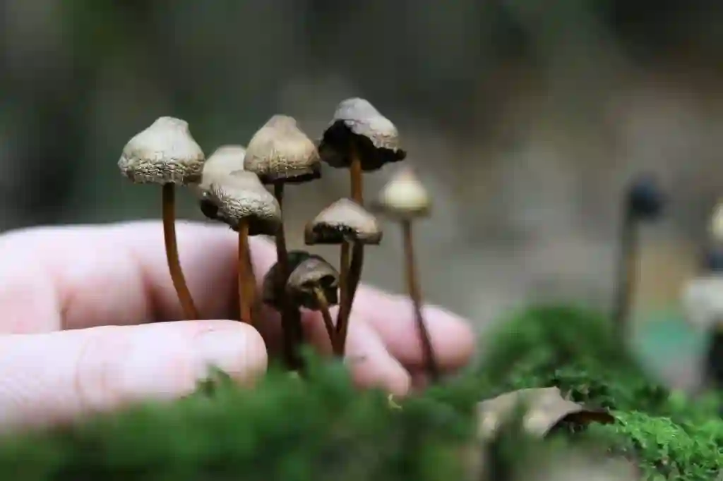 Shrooms To Kick In