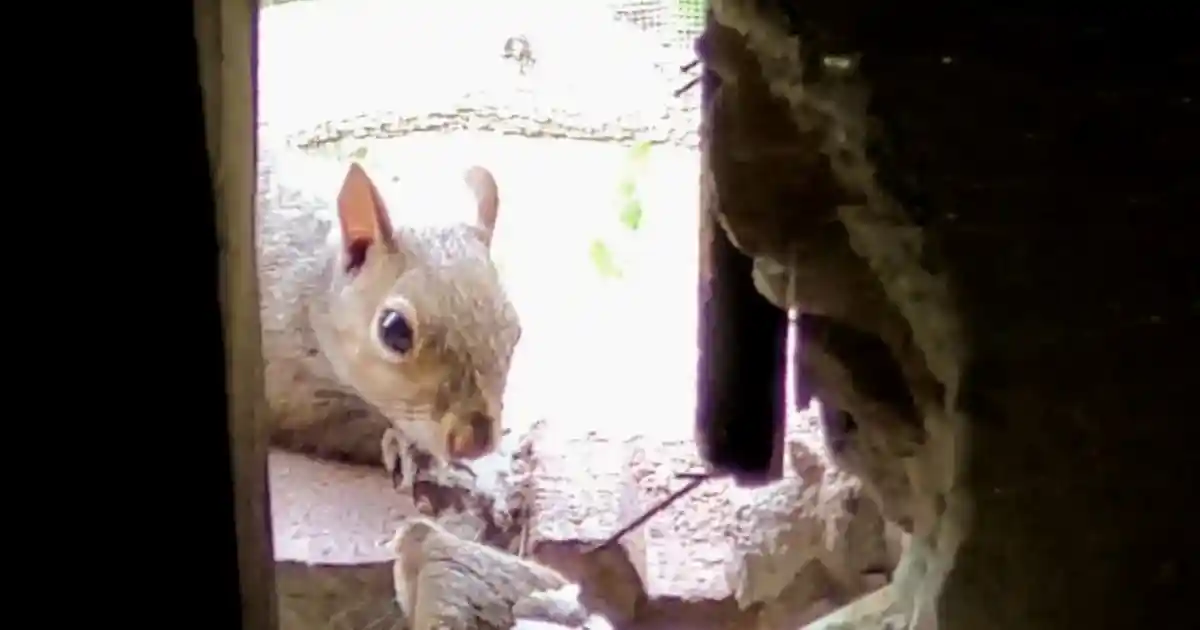 Squirrel Removal for Attics