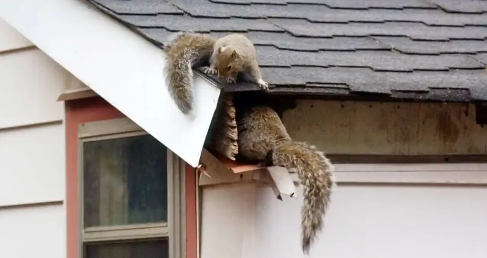 Squirrel Removal for Attics