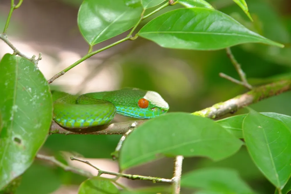 Ruby Snake Meaning