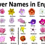 50+ Romantic Good Morning Rose Messages to Share with Your Love