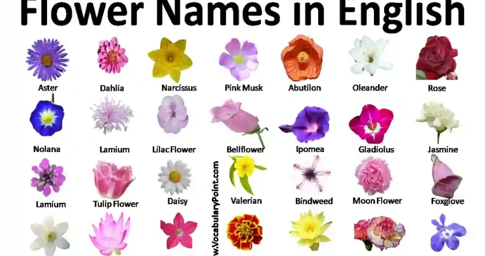 Meanings