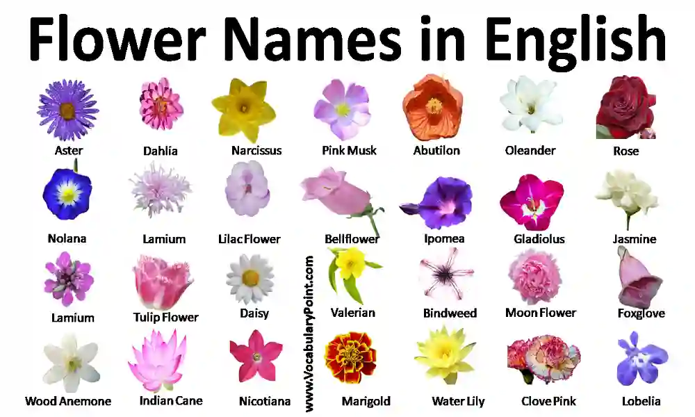 Meanings