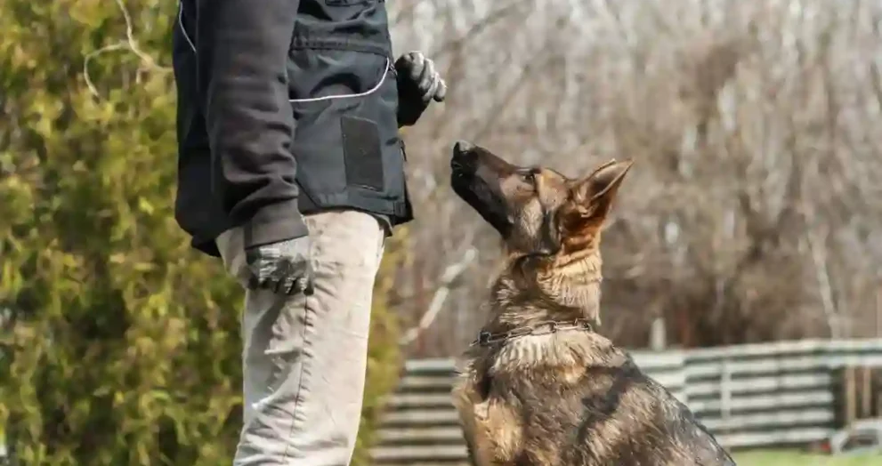 Dog Training