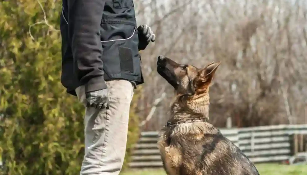Dog Training