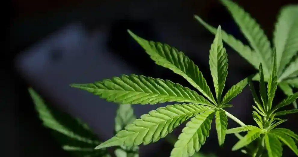 Right Cannabis Product for Day vs. Night