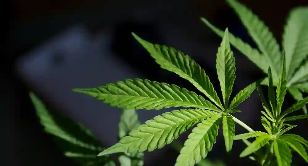 Right Cannabis Product for Day vs. Night